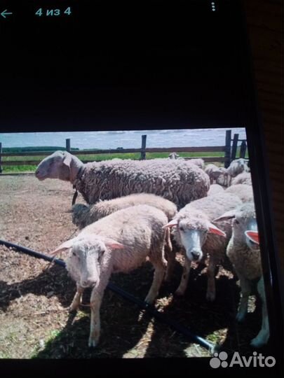 Куйбышевские ярки и овцы, крытые