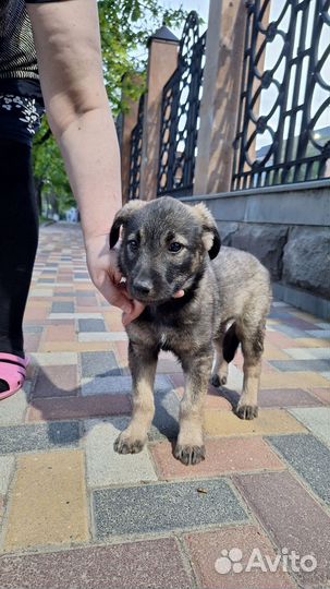 Собака в добрые руки щенок