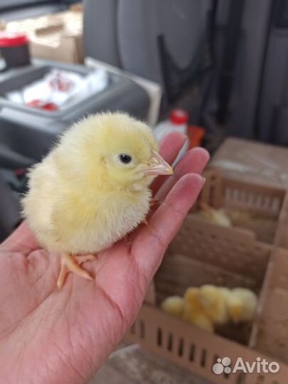 Цыплята бройлеры суточные кобб 500