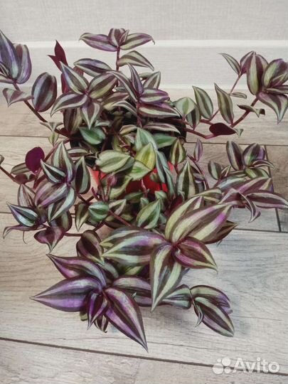 Традесканция