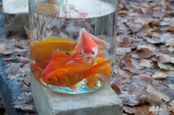 Золотая рыбка для пруда