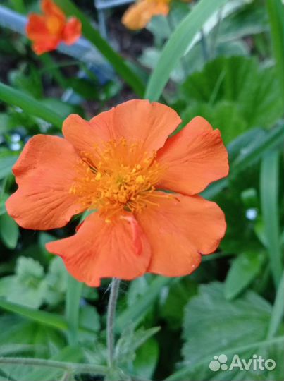 Многолетники для сада