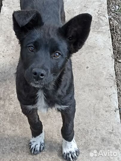 Собака в добрые руки отдам бесплатно