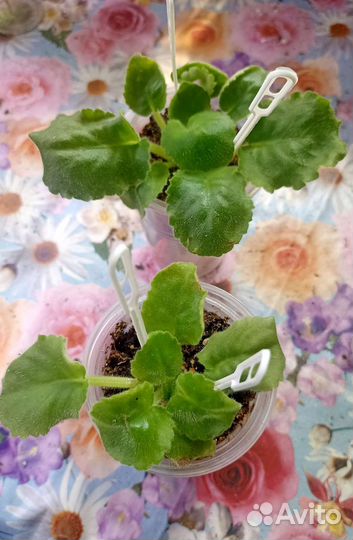 Фиалка детки