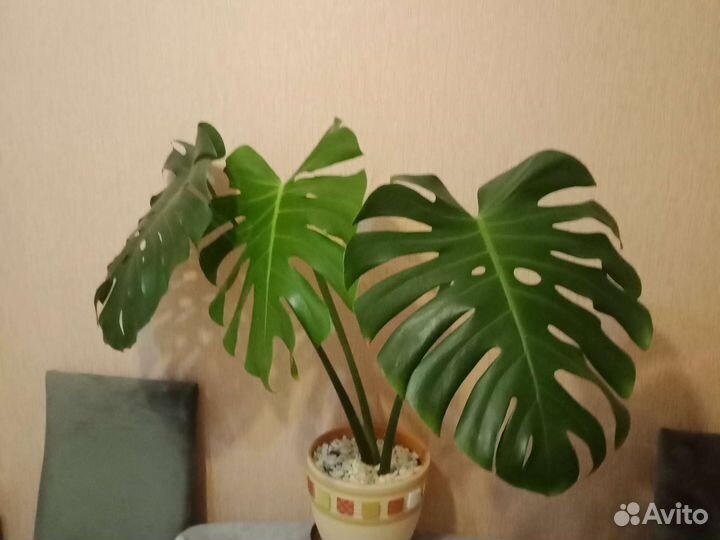 Монстера деликатесная