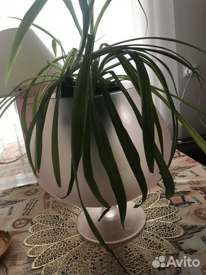 Кашпо Ваза для цветов и композиций