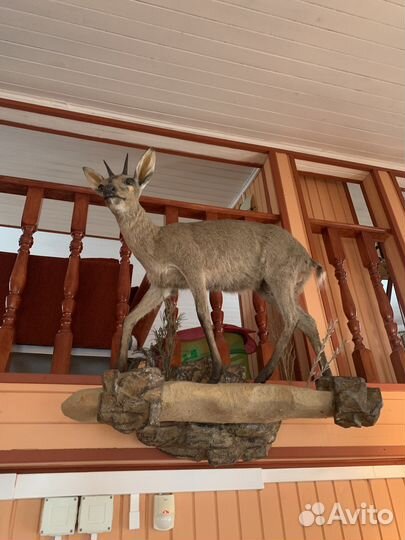 Чучело разных африканских животных