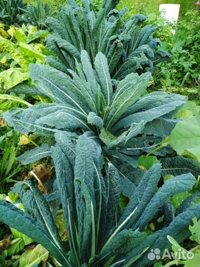 Капуста кале (кейл)