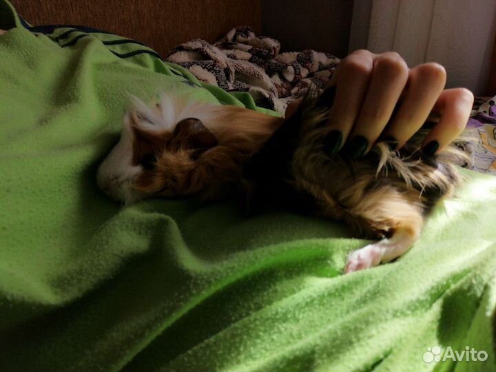 Морские свинки