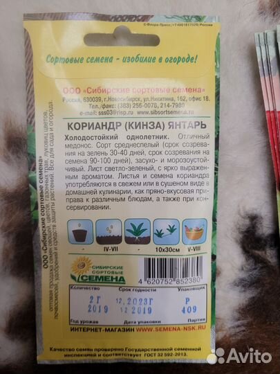 Семена кинзы