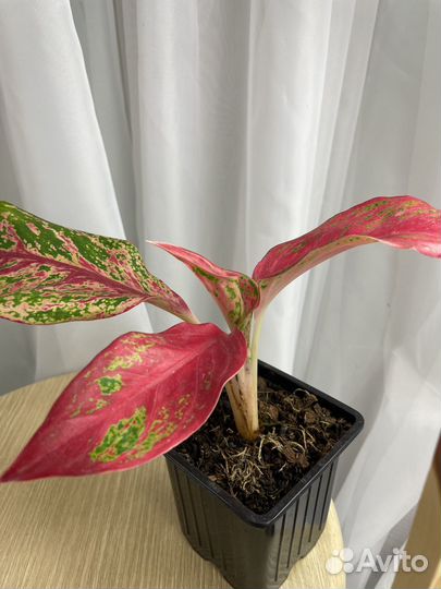 Комнатные растения цветы филодендрон чешуй, фикус