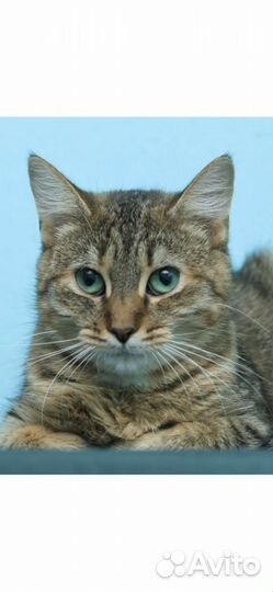 В добрые руки