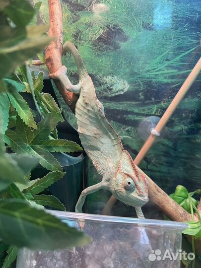 Йеменский хамелеон