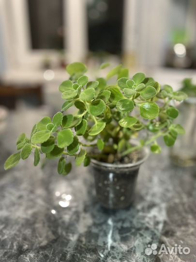 Плектрантус томентоза (комнатная мята)