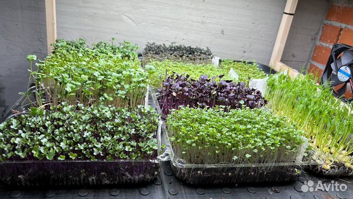 Микрозелень