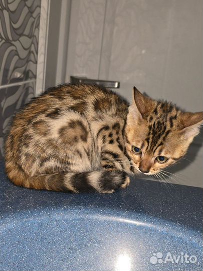 Бенгальская кошка