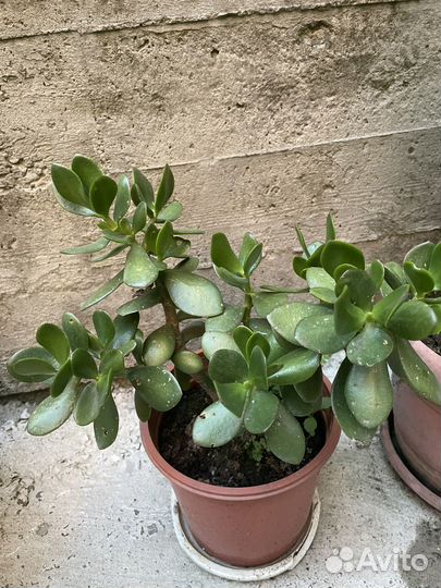 Крассула толстянка(Денежное дерево)