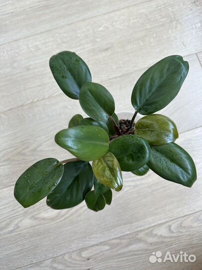 Филодендрон oliver руд