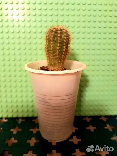 Кактусы и суккуленты