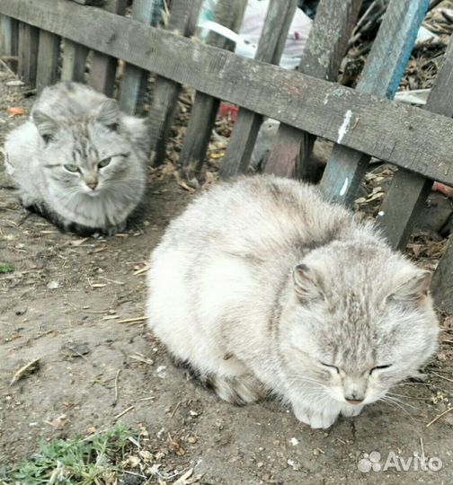 Шикарные стерилизованные кошки мышеловки