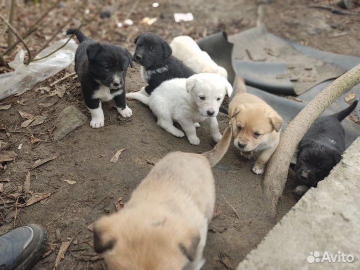 Щенки в добрые руки