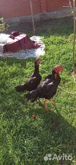 Бойцовские птицы петухи