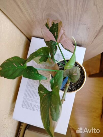 Комнатные цветы (сингониумы)