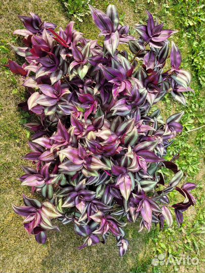 Традесканция фиолетовая и белая