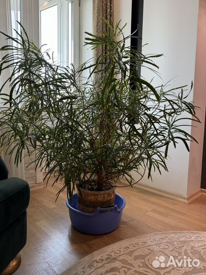 Кротон кодиум
