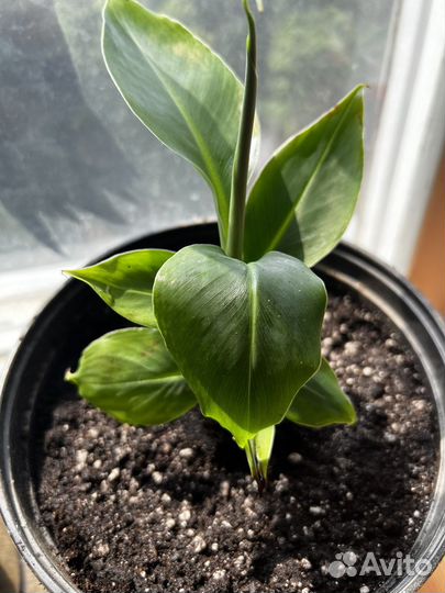 Бронь. Банановая пальма