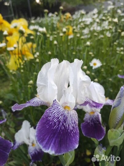 Ирисы жёлтые, фиолетовые, белые