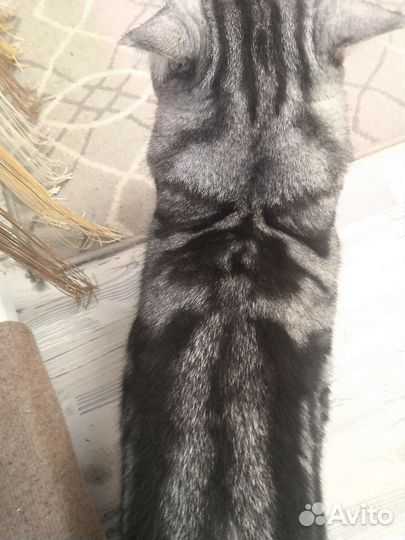 Шотландский кот на вязку