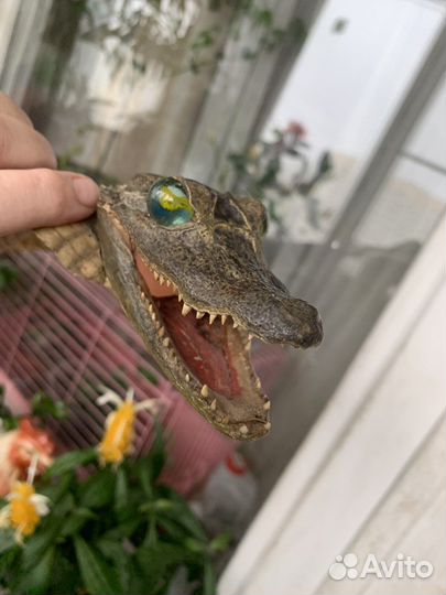 Чучело крокодила. 60 см