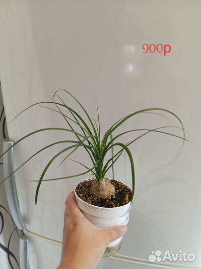 Бокарнея нолина