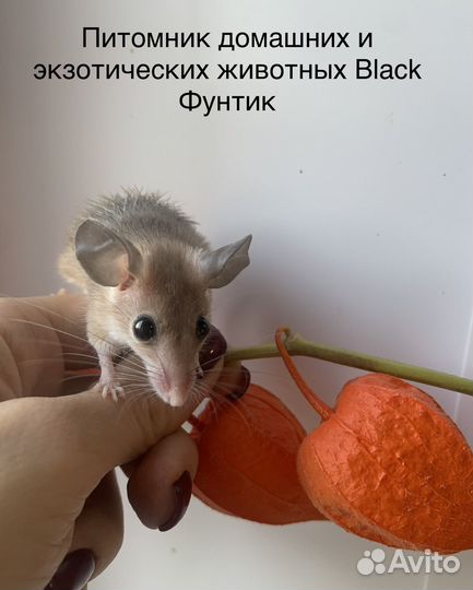 Акомис (иглистая мышь)