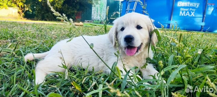 Золотистый ретривер