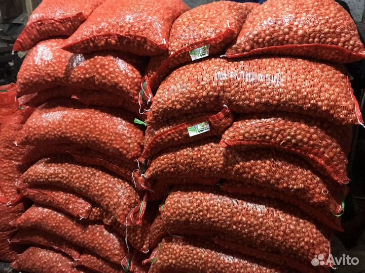 Лук севок Озимый