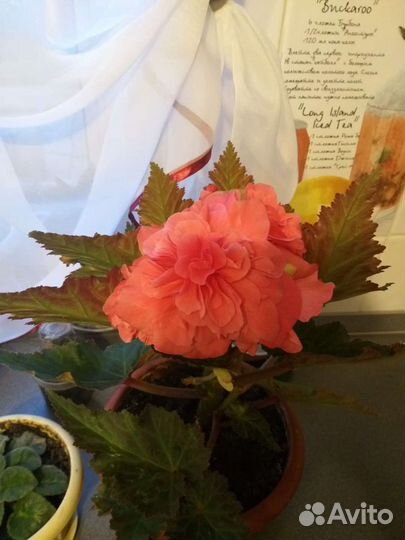 Продам монстеру