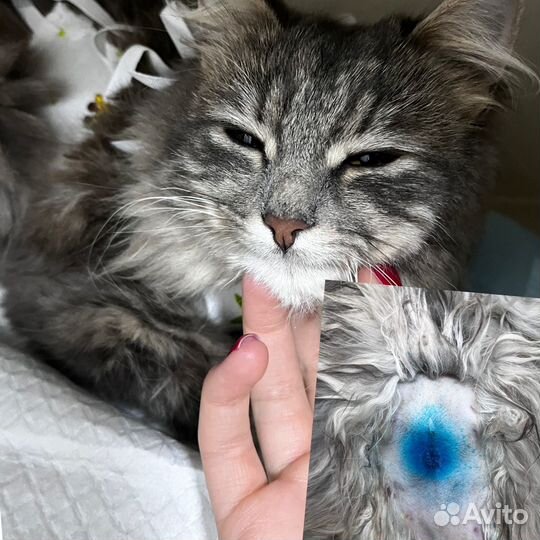 Стерилизация и катрация кошек на дому