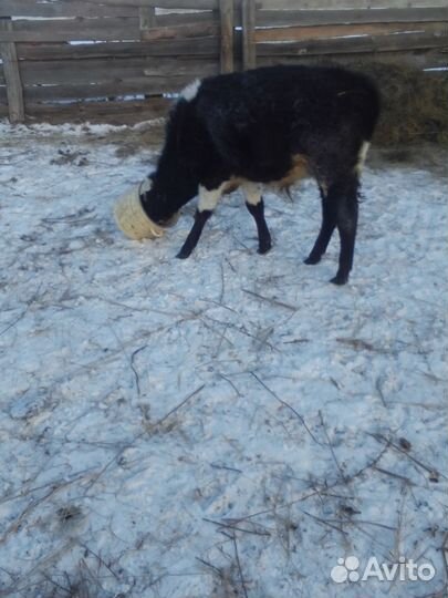 Телята бычки