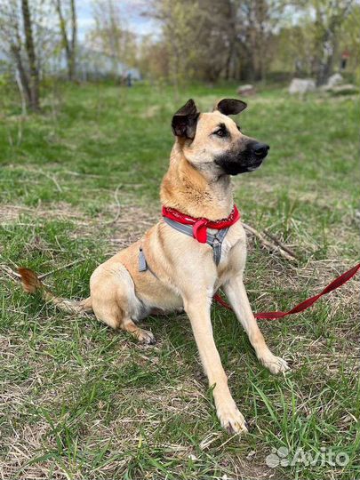 Добрая и умная собака грустит в приюте