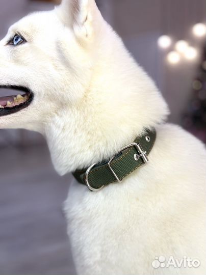 Ошейник для собак брезентовый