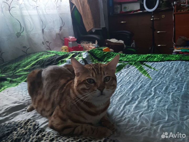 Бенгальский кот вязка