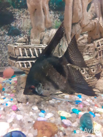 Сомики анциструсы