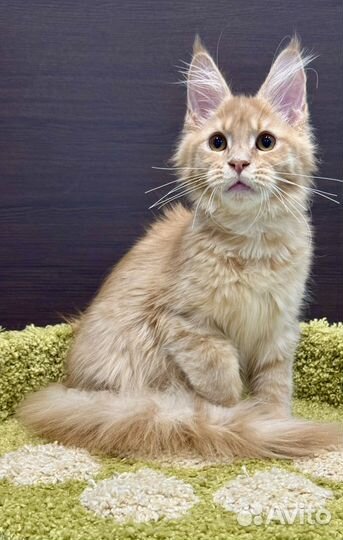 Мейн-кун рыжий мальчишка