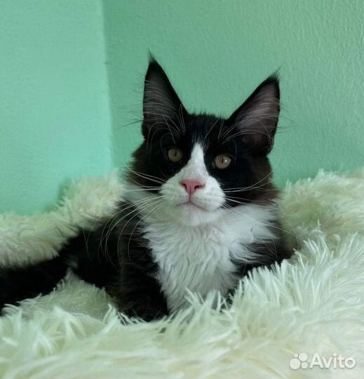 Мейн-кун котики 4 месяца