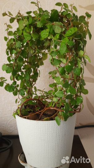 Комнатные цветы