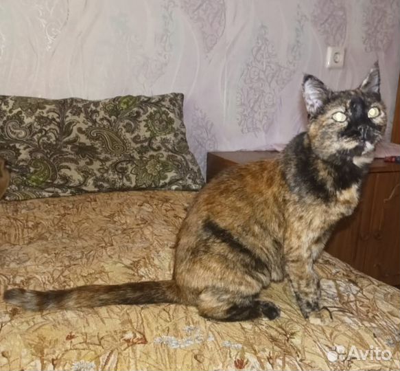 Кошечка черепахового окраса