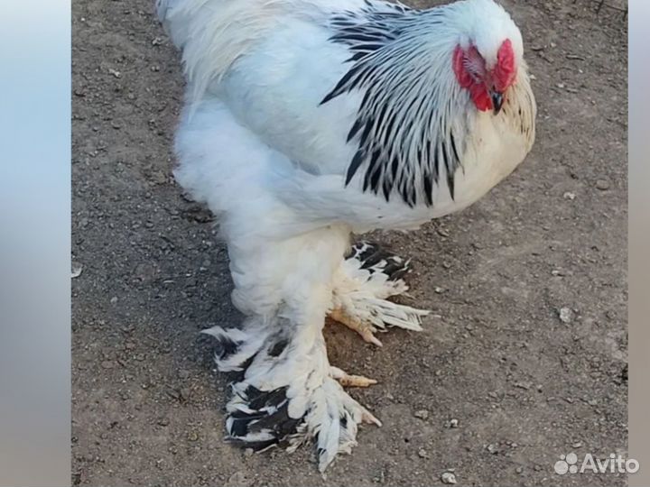 Суточные и подрощенные цыплята