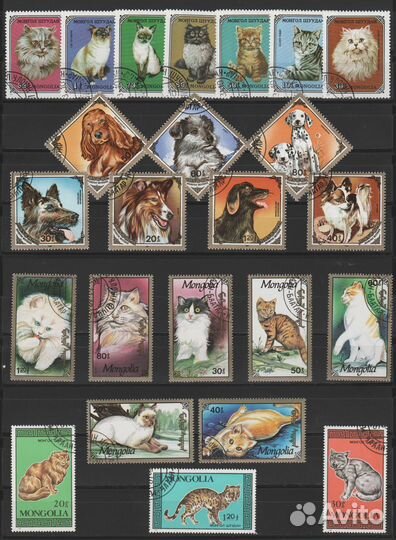 А029. Фауна. Кошки. Собаки. Животный мир